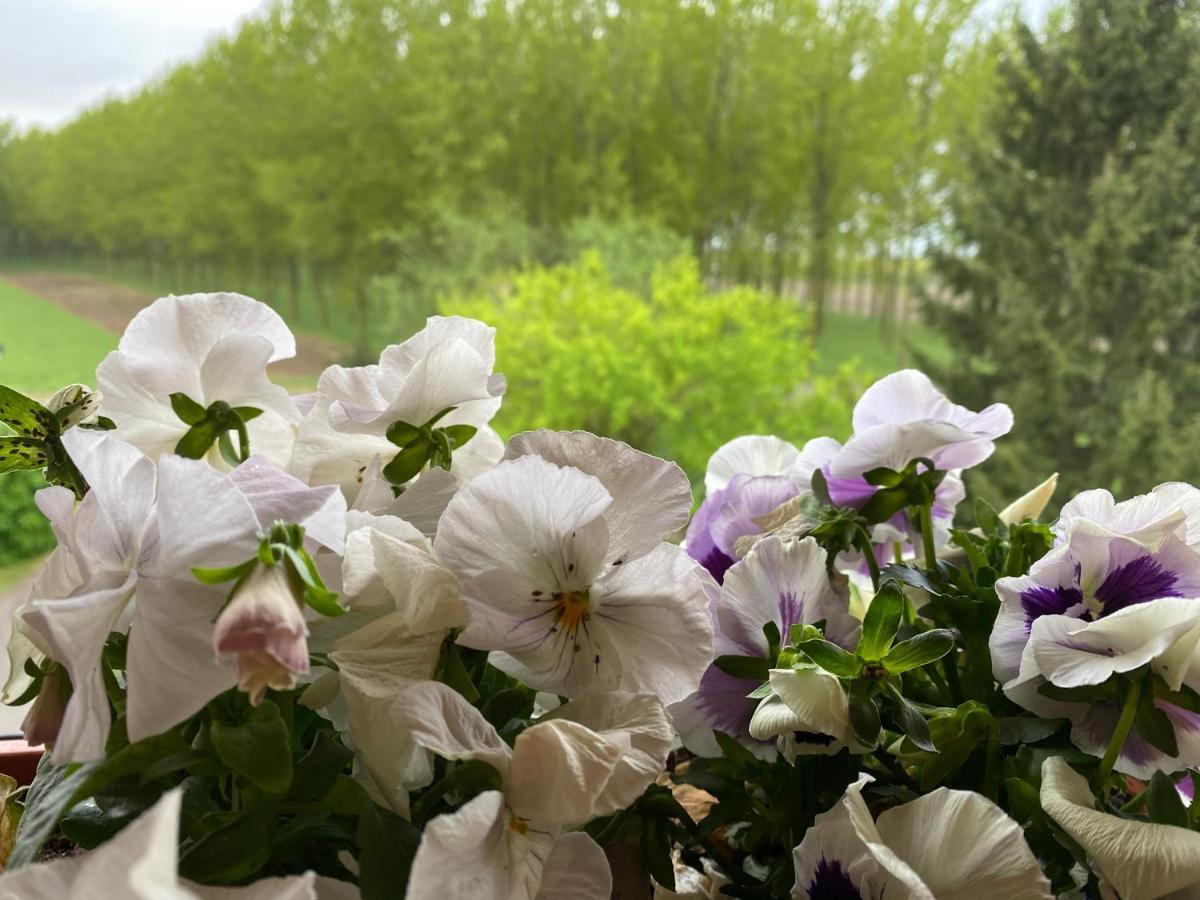 B&B Happiness In The Country 브레셀로 외부 사진